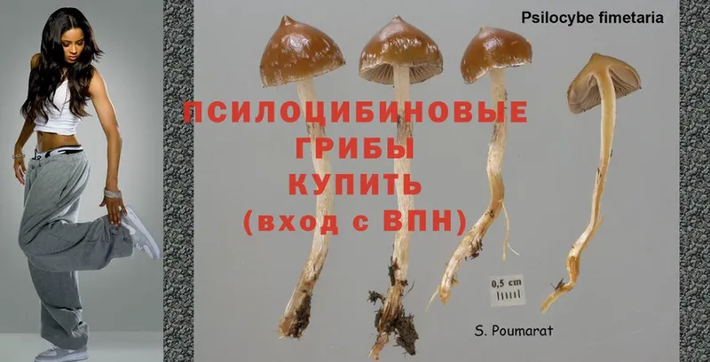 Псилоцибиновые грибы Psilocybe  купить наркотики цена  Агидель 